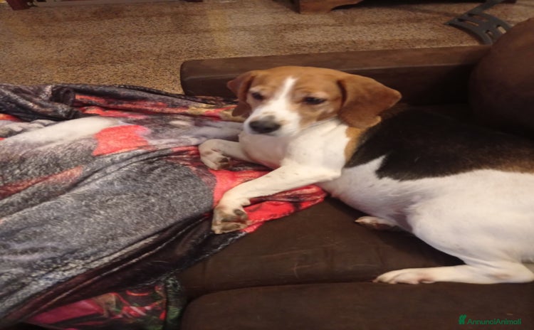 Beagle cani a Provincia di Brescia - Annuncio 18