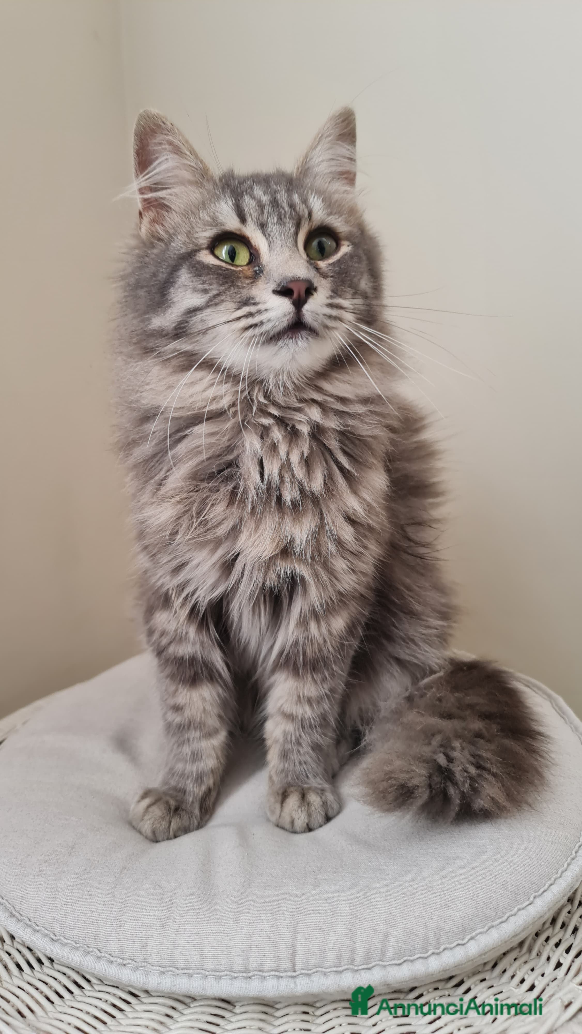 Europeo gatti Giulio Cesare, 3 mesi e mezzo, pelo lungo - Annuncio 2