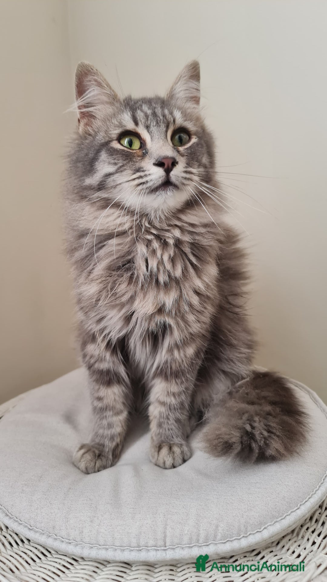 Europeo gatti in regalo: Giulio Cesare, 3 mesi e mezzo, pelo lungo - Annuncio 1