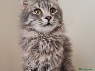 Europeo gatti Giulio Cesare, 3 mesi e mezzo, pelo lungo - Annuncio 1