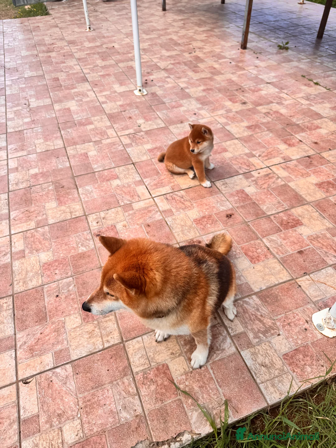 Shiba Inu cani in vendita: Shiba Inu Cucciola con pedigree  - Annuncio 1
