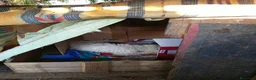 Meticcio cani in vendita: Cuccioli meticci taglia piccola 8/10 kg - Annuncio 3