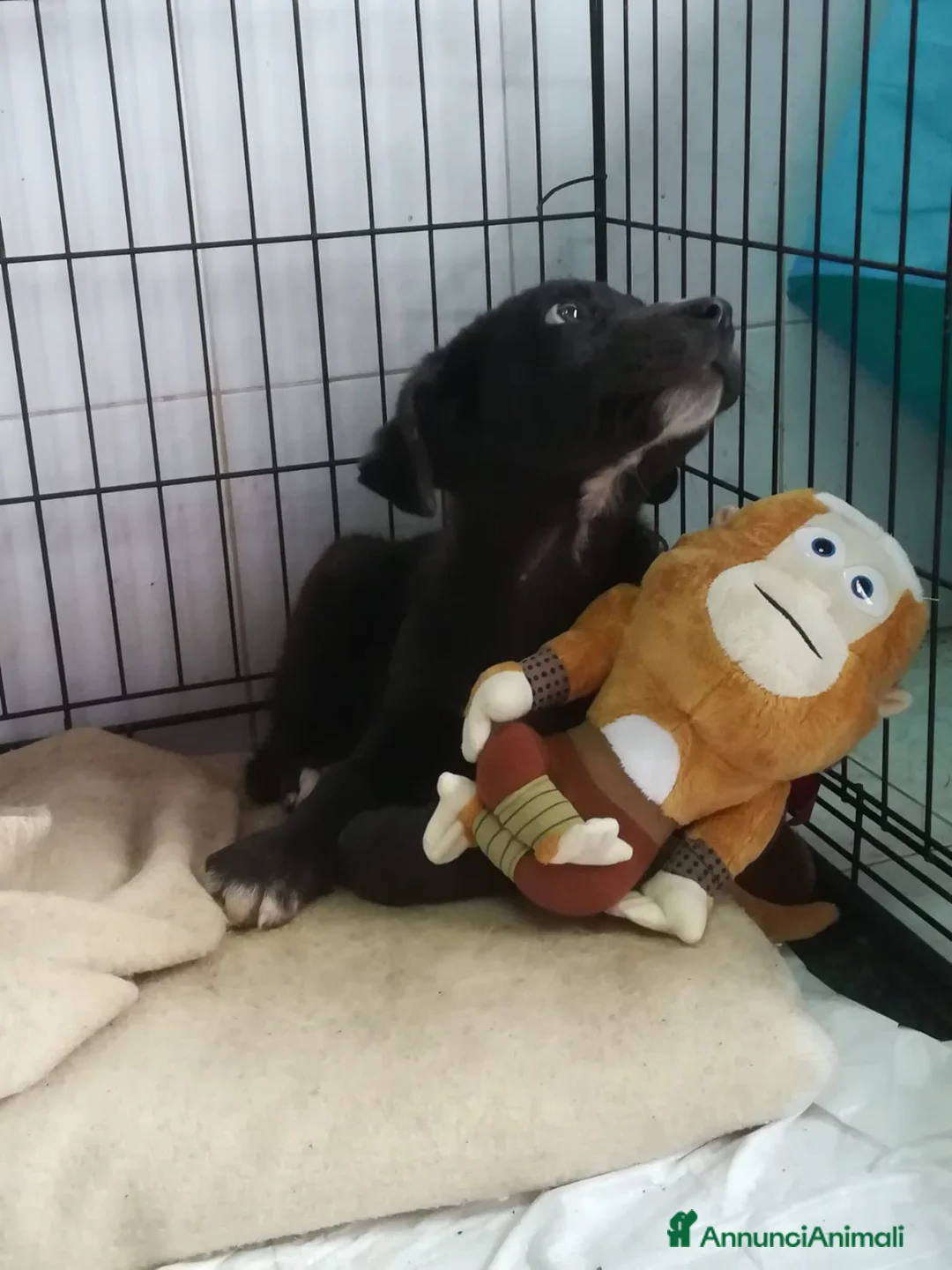 Meticcio cani in regalo: UNA MAMMA PER OZZY - Annuncio 4