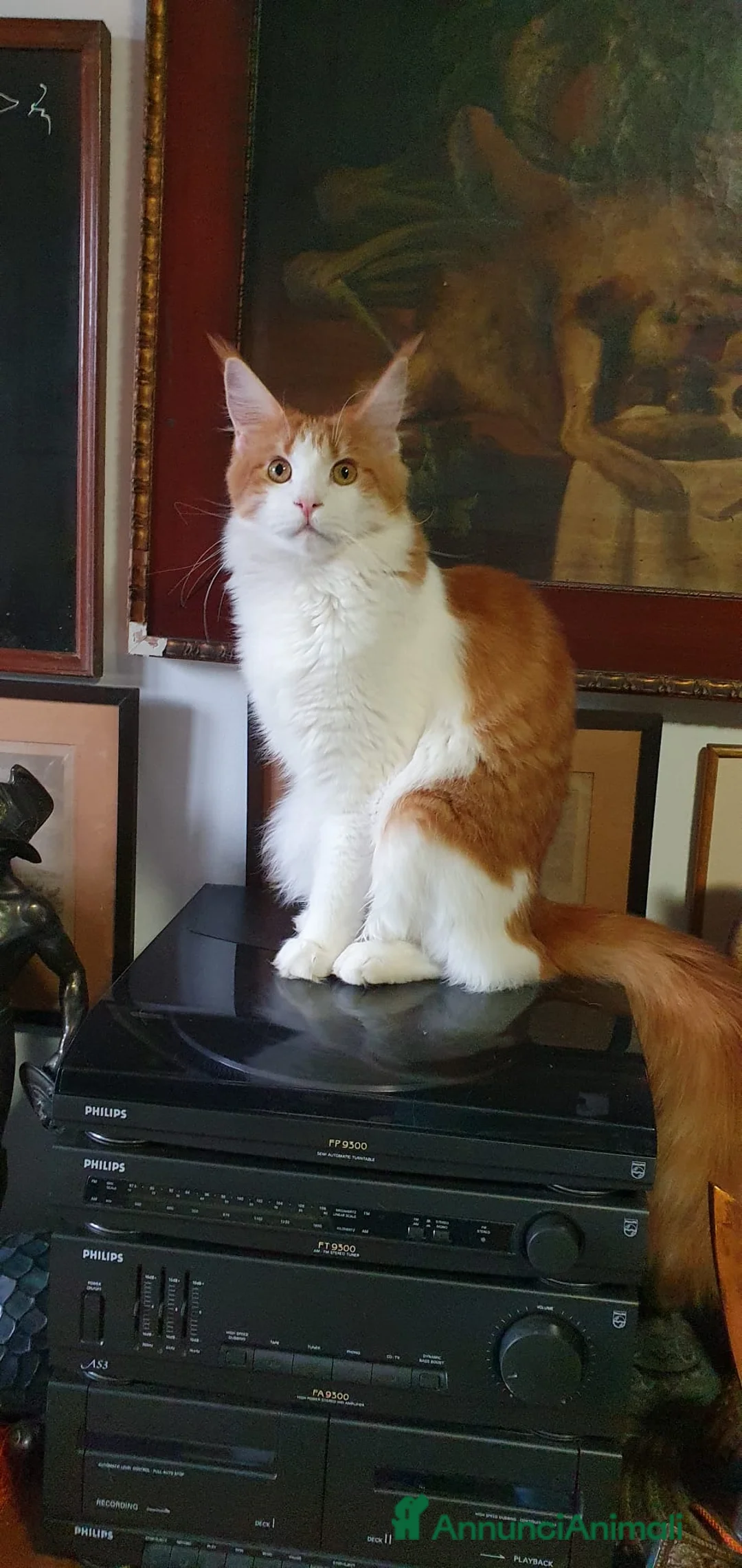 Immagine della galleria {{count}}