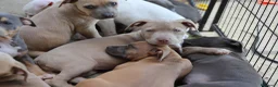 Pitbull cani in vendita: Cuccioli Pit Bull pronta consegna anche a rate - Annuncio 13