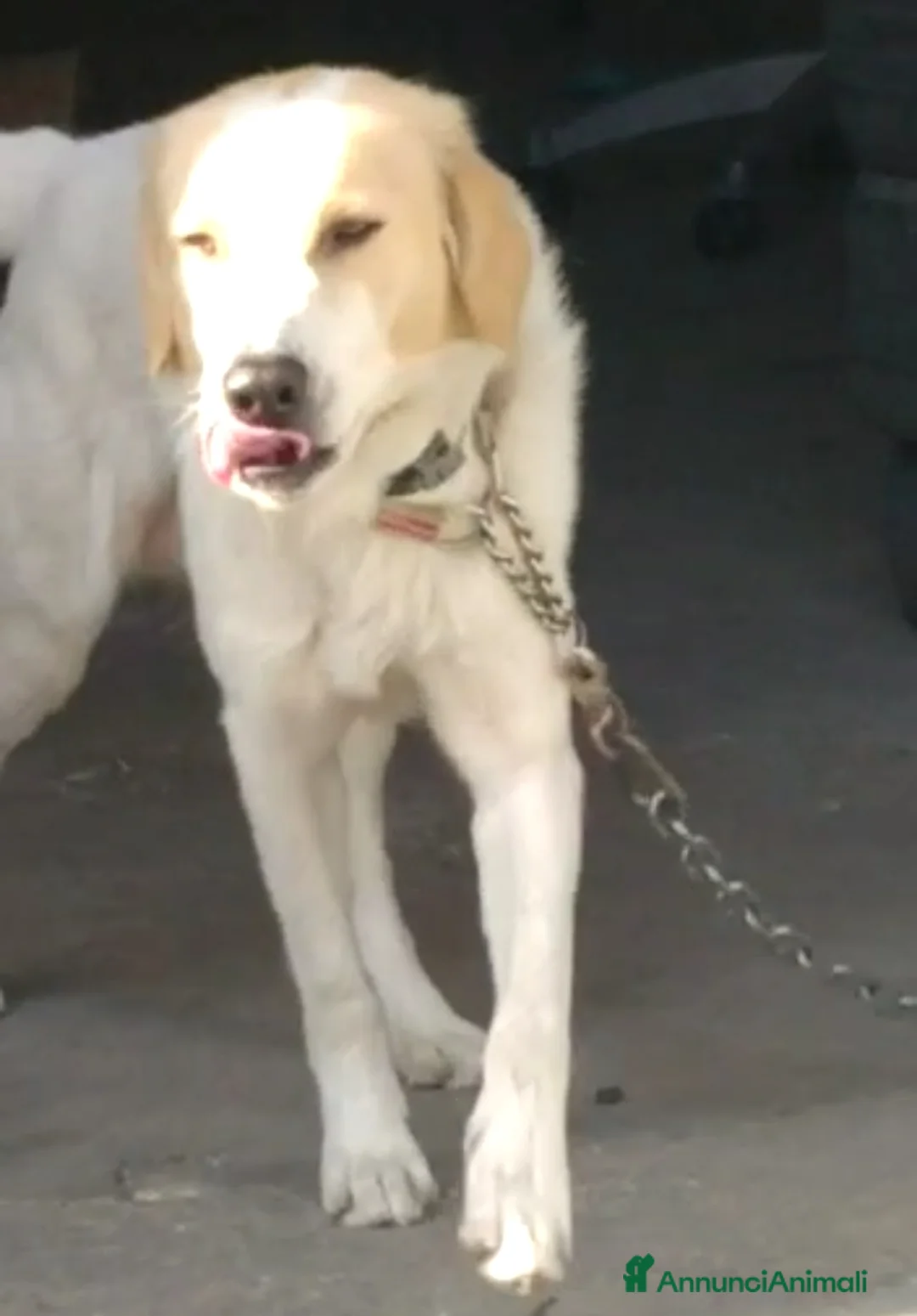 Altre razze cani in regalo: CAGNOLINO AMOREVOLE a Provincia di Modena - Annuncio 3