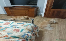 Golden Retriever cani in vendita: Vendesi cuccioli di Golden Retriever  a Provincia di Varese - Immagine 16