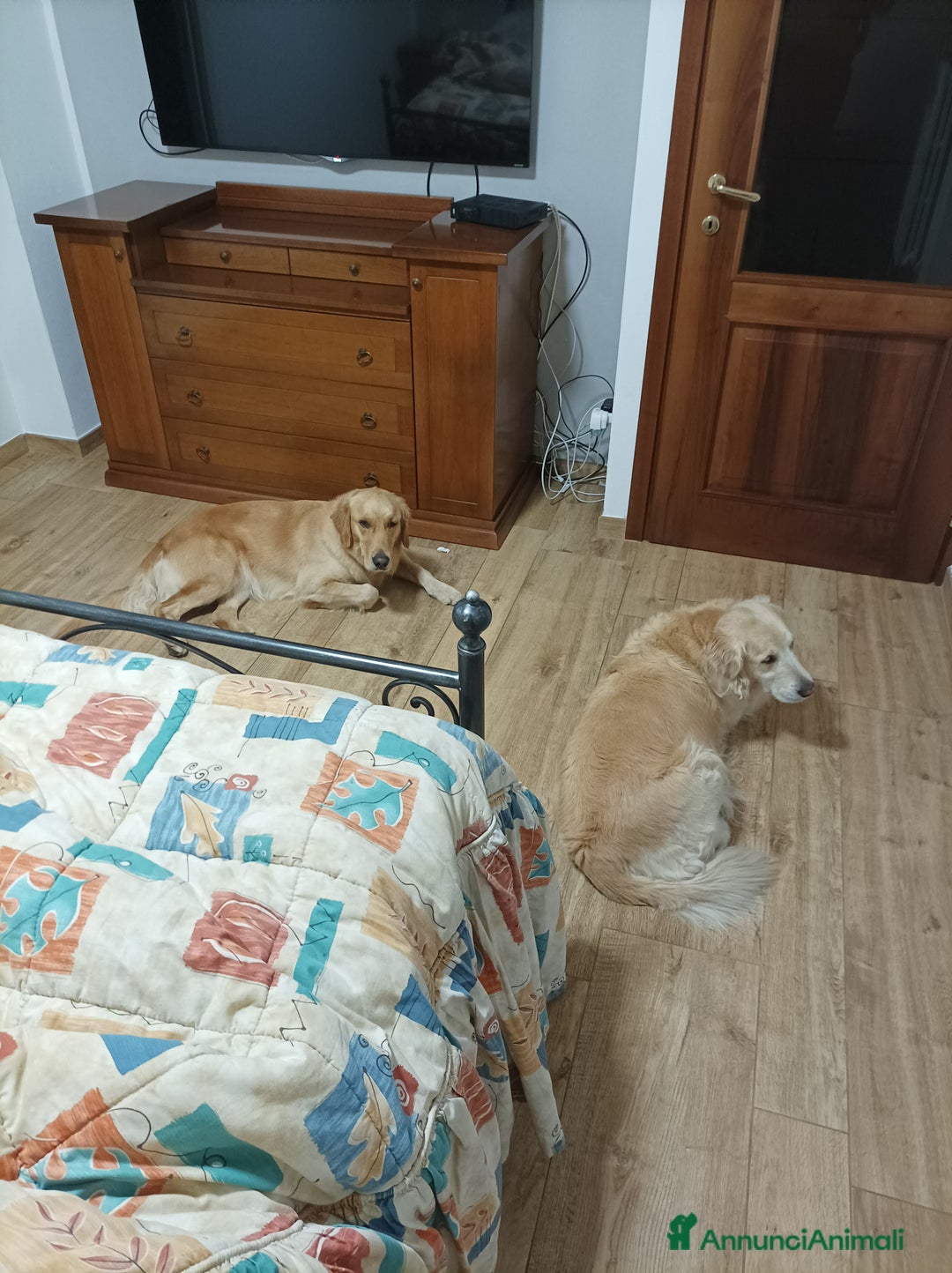 Golden Retriever cani in vendita: Vendesi cuccioli di Golden Retriever  a Provincia di Varese - Immagine 16
