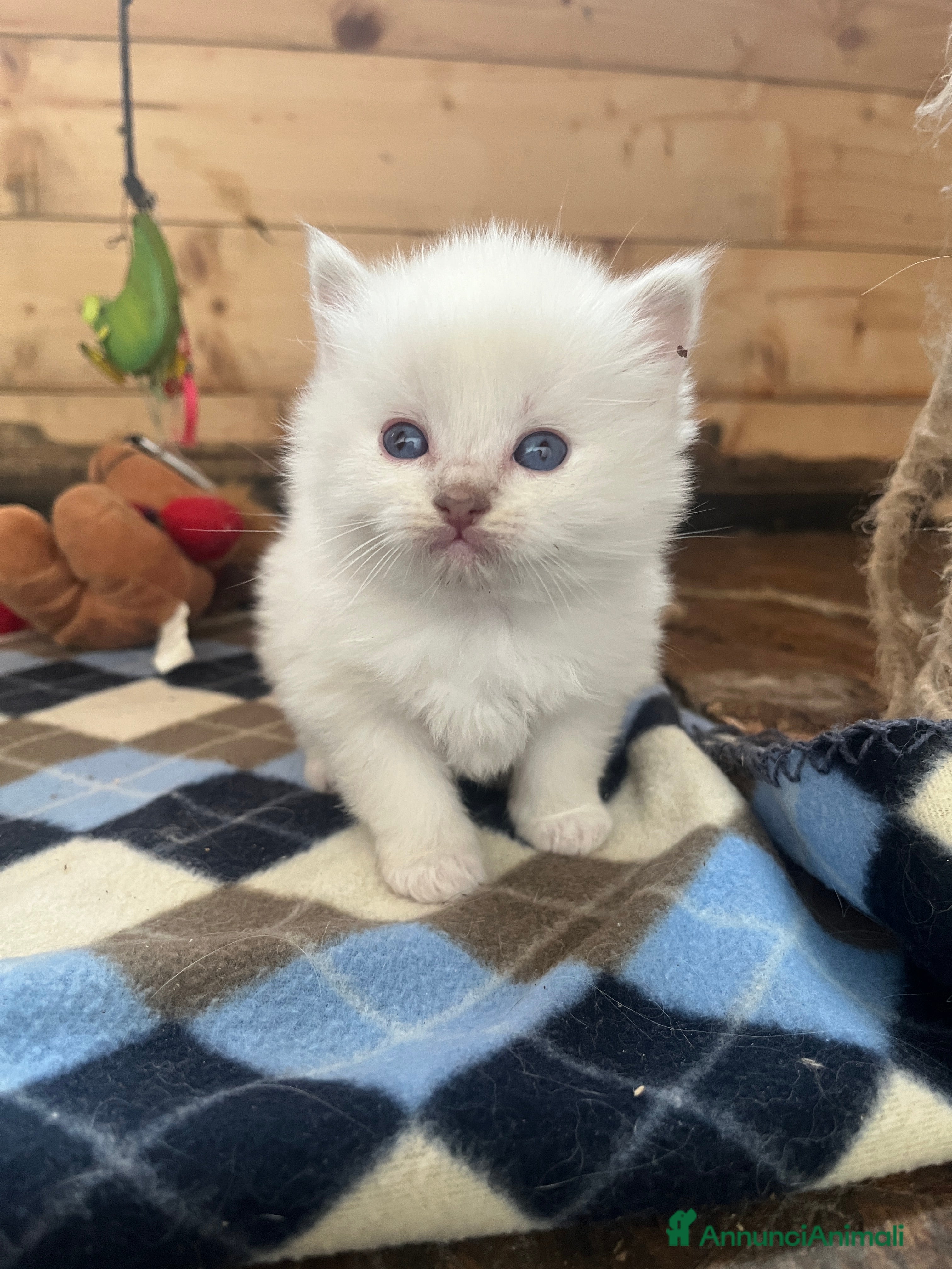 Ragdoll gatti Ragdoll cucciolini - Annuncio 31