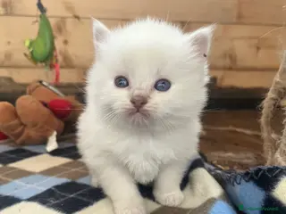 Ragdoll gatti Ragdoll cucciolini - Annuncio 31