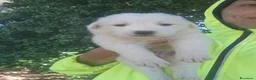 Meticcio cani in vendita: Cuccioli maremmano e pastore caucaso - Annuncio 2