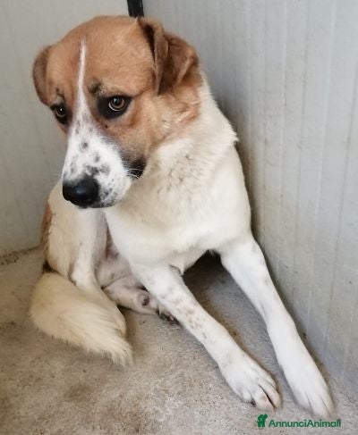 Meticcio cani GERRY buono con tutti ama le coccole - Annuncio 5