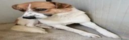 Meticcio cani in regalo: GERRY buono con tutti ama le coccole a Provincia di Macerata - Annuncio 1