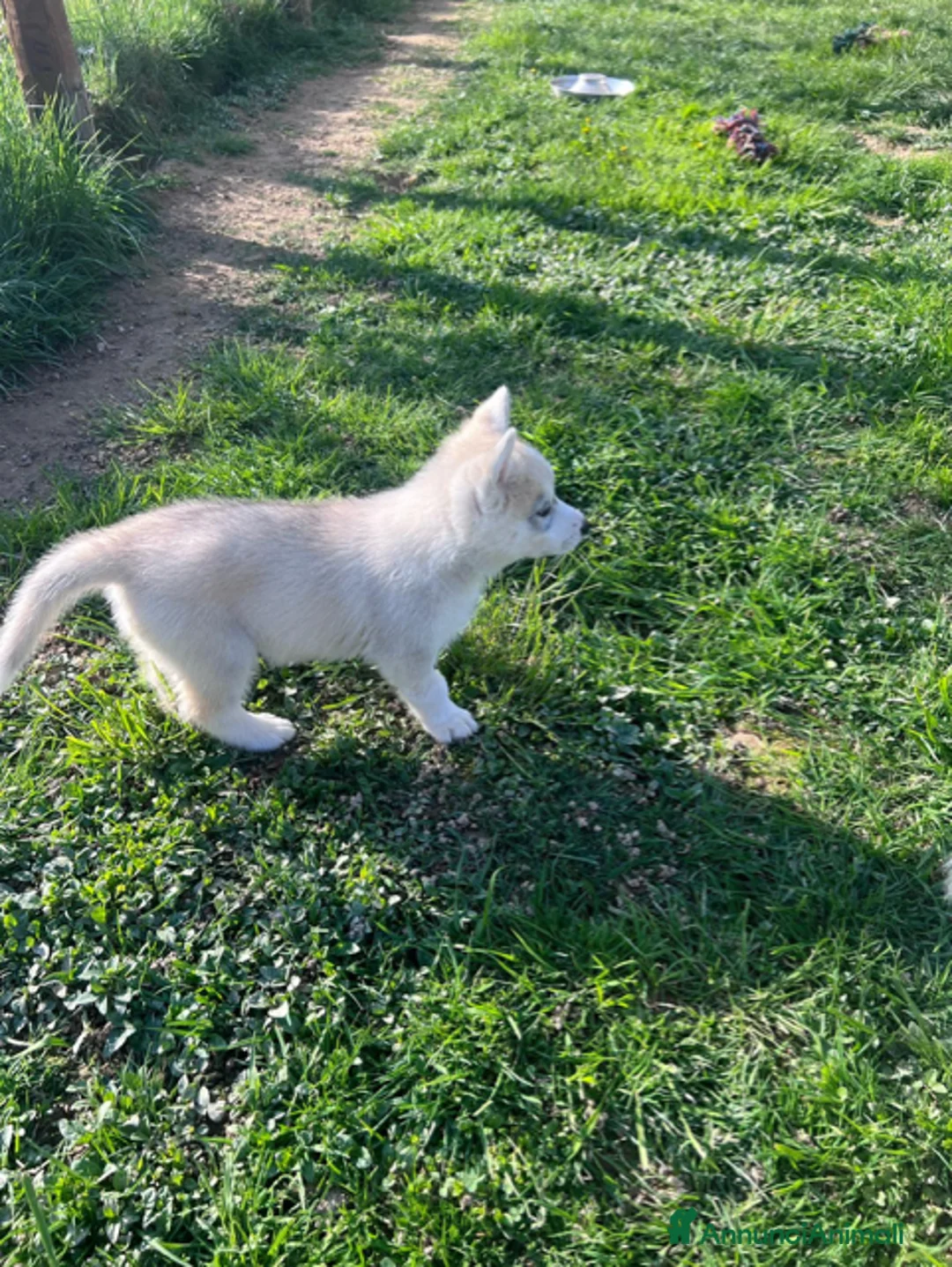 Husky cani in vendita: Splendido cucciolo di Siberian Husky  a Provincia di Cuneo - Annuncio 3