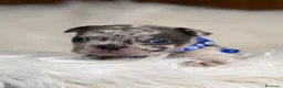 Bulldog Francese cani in vendita: Cuccioli di bulldog francese - Annuncio 5