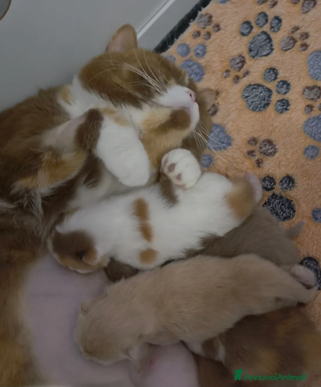 British gatti in vendita: British shorthair  - Annuncio 3