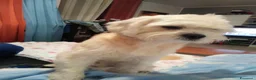 Meticcio cani in regalo: Regalo meticcio - Annuncio 2