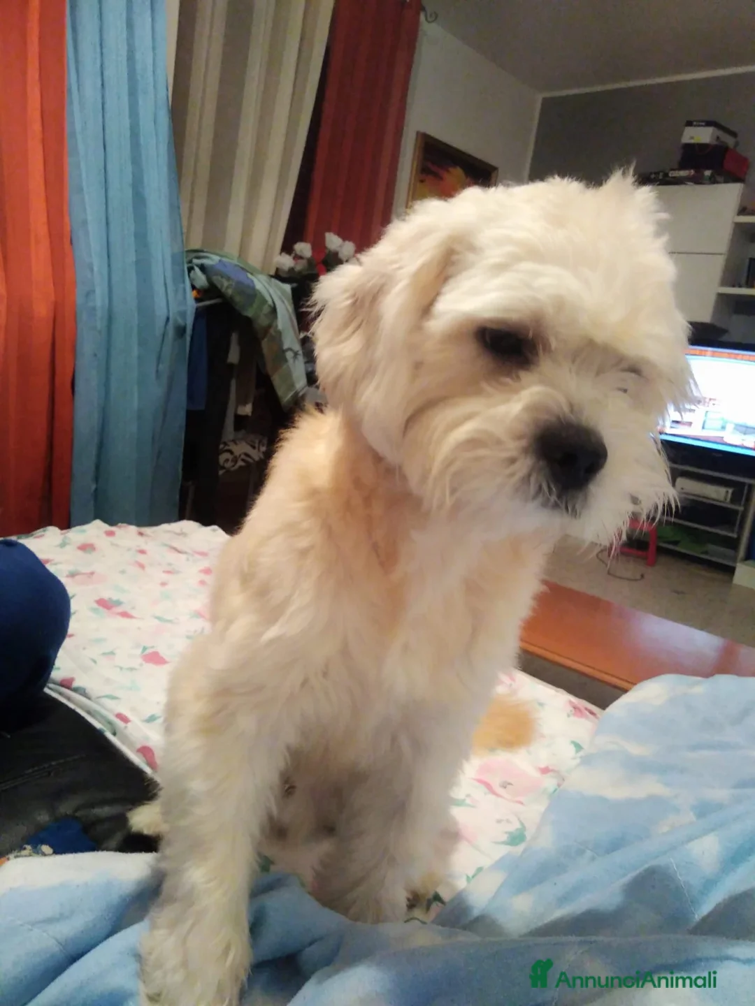 Meticcio cani in regalo: Regalo meticcio - Annuncio 2