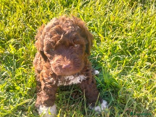 Lagotto cani Cuccioli Lagotto Romagnolo - Annuncio 3