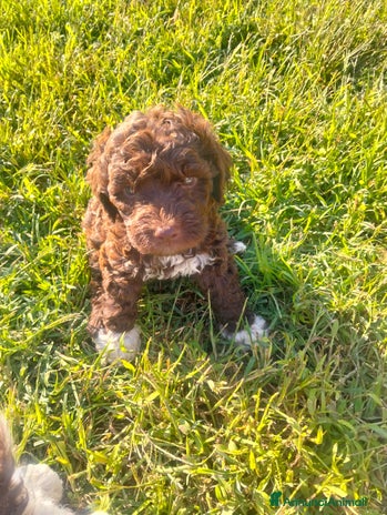 Lagotto cani - Annuncio 2