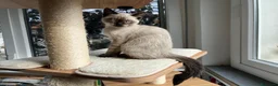 Siamese gatti in vendita: Ultimi femminuccia e maschietto siamese - Annuncio 3
