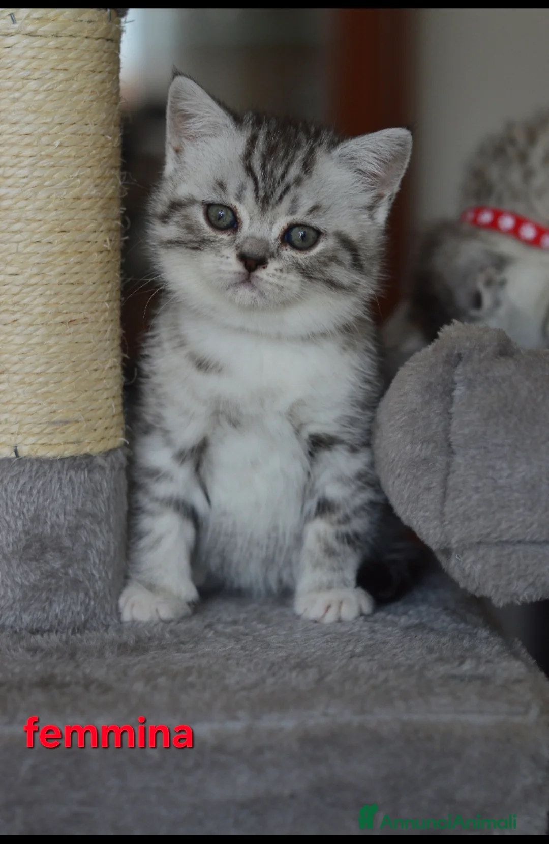 Scottish gatti in vendita: Scotish Fold e Straight  - Annuncio 7