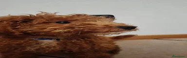 Barboncino 2