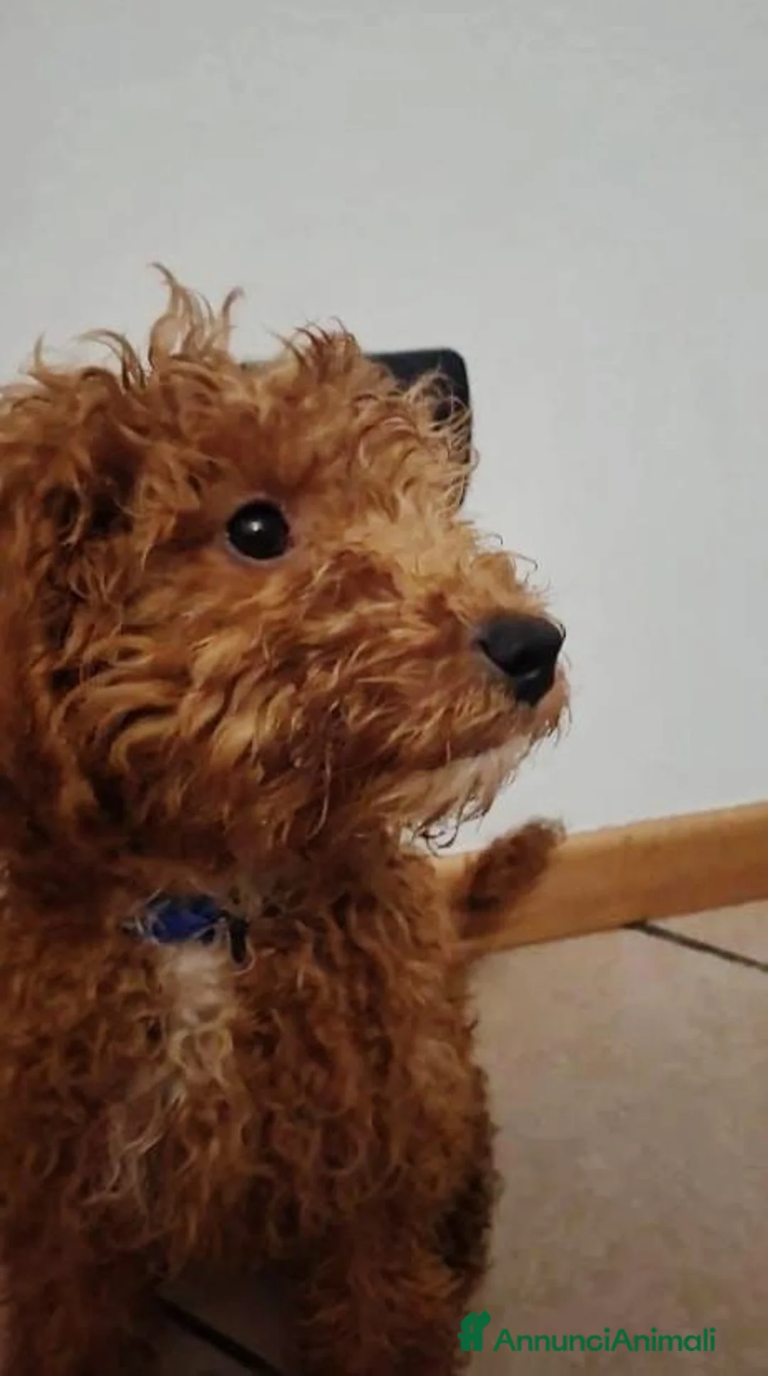 Barboncino cani in vendita: Disponibili ultimi 2 fantastici cuccioli  a Provincia di Bergamo - Annuncio 3
