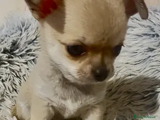 Chihuahua cani Cucciola di chihuahua pelo corto pedigree ENCI - Annuncio 14