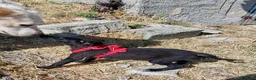 Meticcio cani in regalo: Robin - Annuncio 3