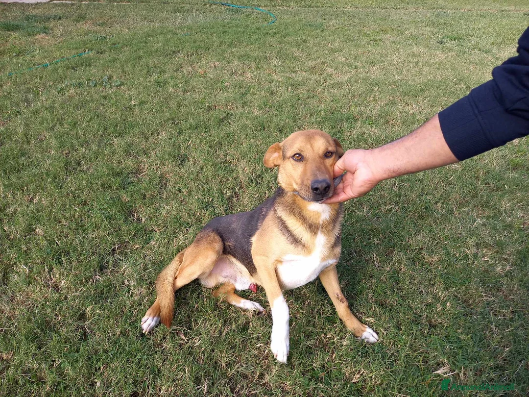 Meticcio cani in regalo: buonissimo Fortunato in regalo a Città metropolitana di Catania - Annuncio 5