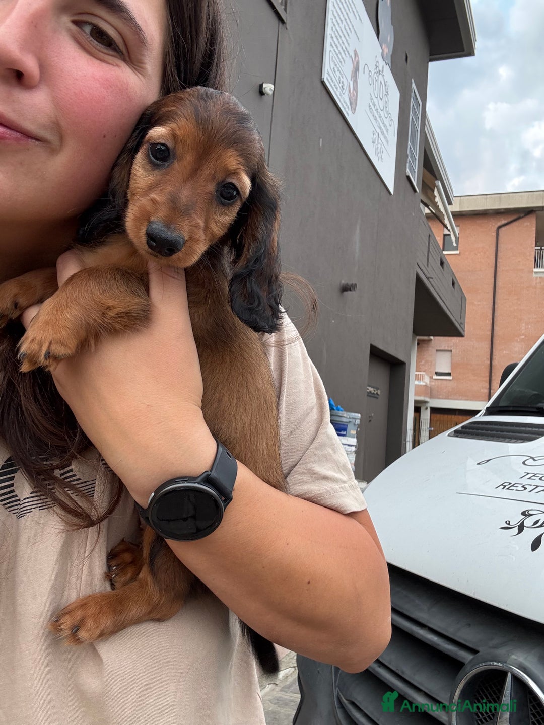 Bassotto cani in vendita: cuccioli di bassotto tedesco pelo lungo a Provincia di Modena - Immagine 9