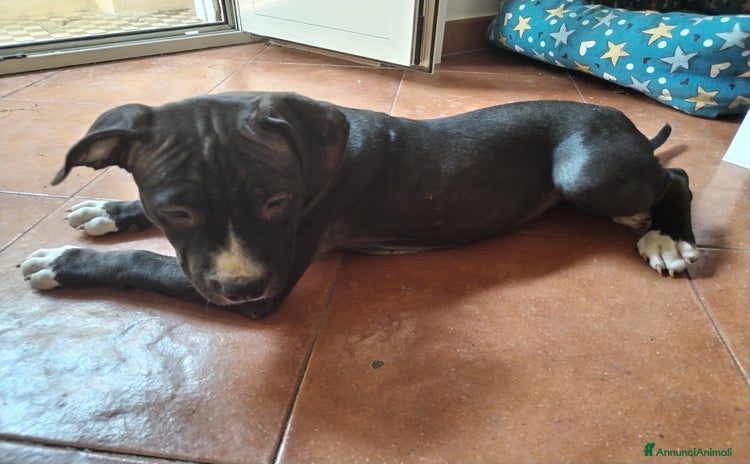 American Staffordshire cani in vendita a Città metropolitana di Roma Capitale - Annuncio 3