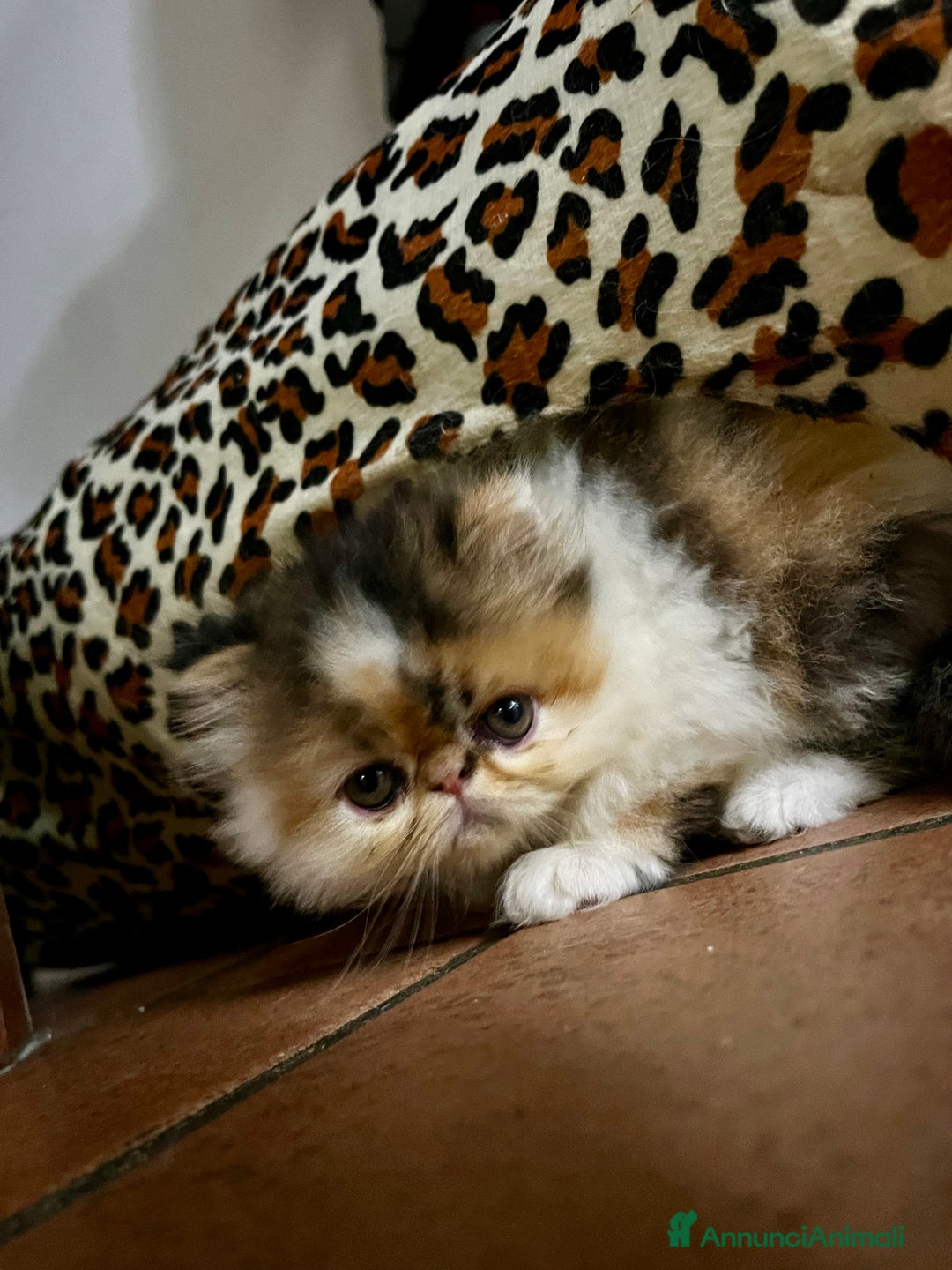 Persiano gatti in vendita: Gattini persiani ipertipi  - Annuncio 2