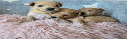 Barboncino Toy cani in vendita: Barboncini toy - Annuncio 6