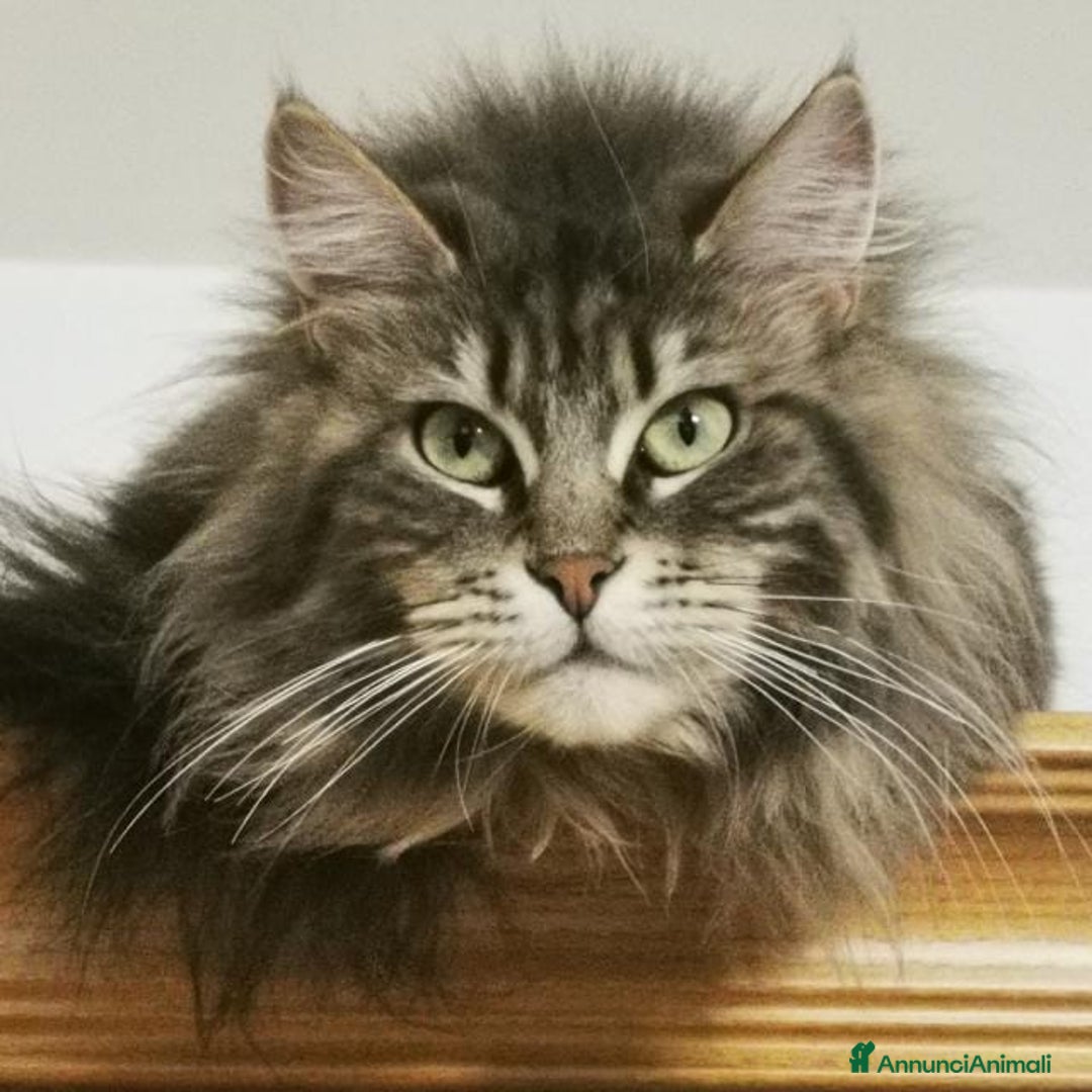Maine Coon gatti in vendita: Vendo Cuccioli di Maine Coon - Annuncio 1