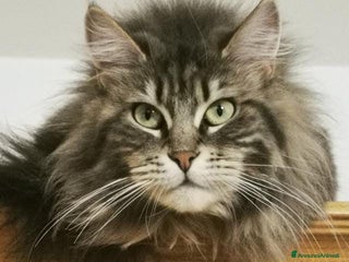 Maine Coon gatti Vendo Cuccioli di Maine Coon - Annuncio 7