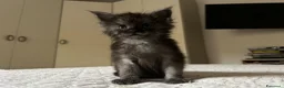 Maine Coon gatti in vendita: Maine Coon maschio pedigree Anfi - Annuncio 16