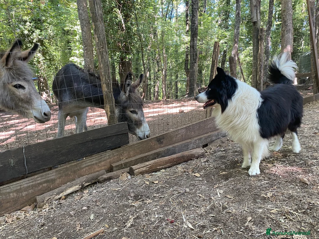 Border Collie cani per accoppiamento: Border Colli con Pedigree per accoppiamento - Annuncio 1