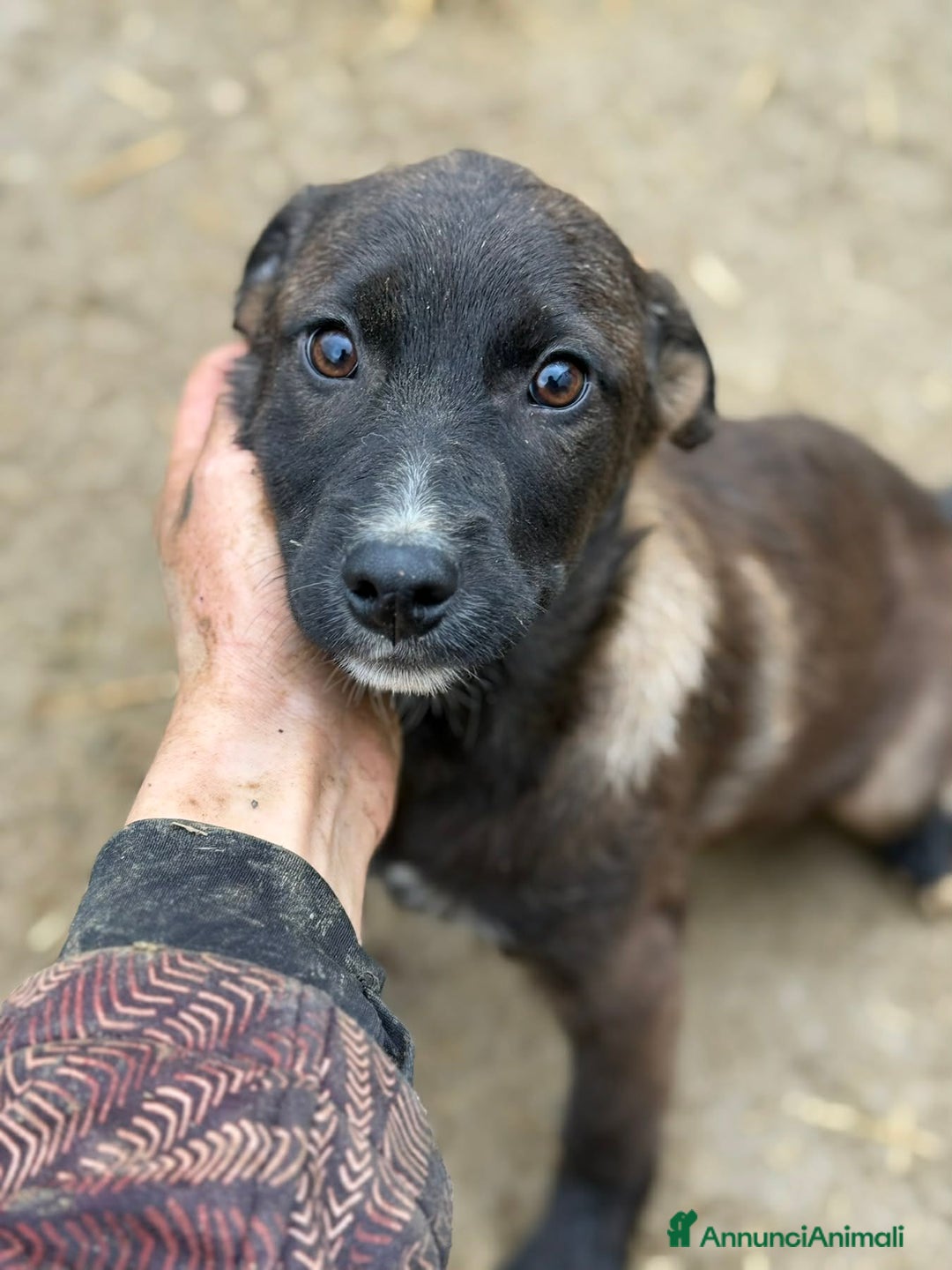 Meticcio cani in regalo: RAYNA, cucciola super coccolona! 3 MESI E MEZZO - Annuncio 3