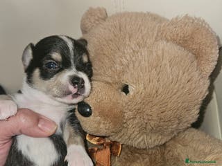 Chihuahua cani Chihuahua cuccioli - Annuncio 10