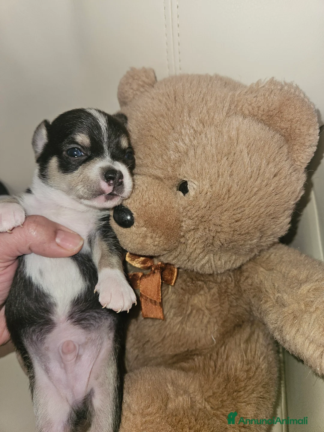 Chihuahua cani in vendita: Chihuahua cuccioli - Annuncio 1