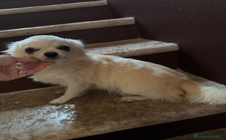 Chihuahua cani a Provincia di Brescia - Annuncio 4