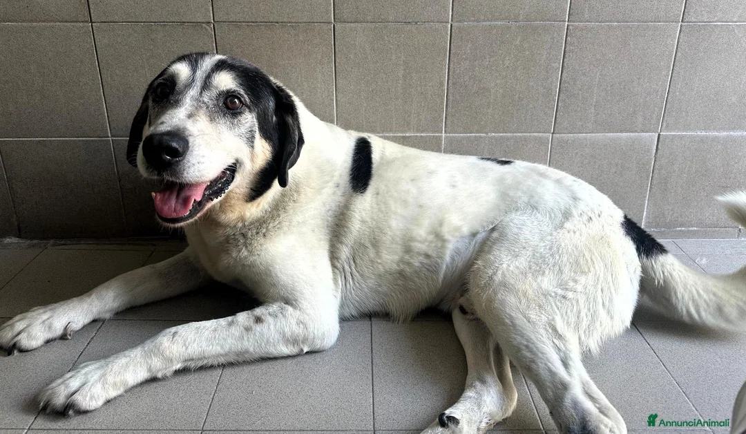 Meticcio cani in regalo: VALERIO DOLCE NONNINO - Annuncio 13