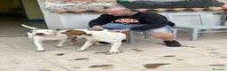 American Staffordshire cani in vendita: Cuccioli di American Staffordshire Terrier  - Annuncio 6