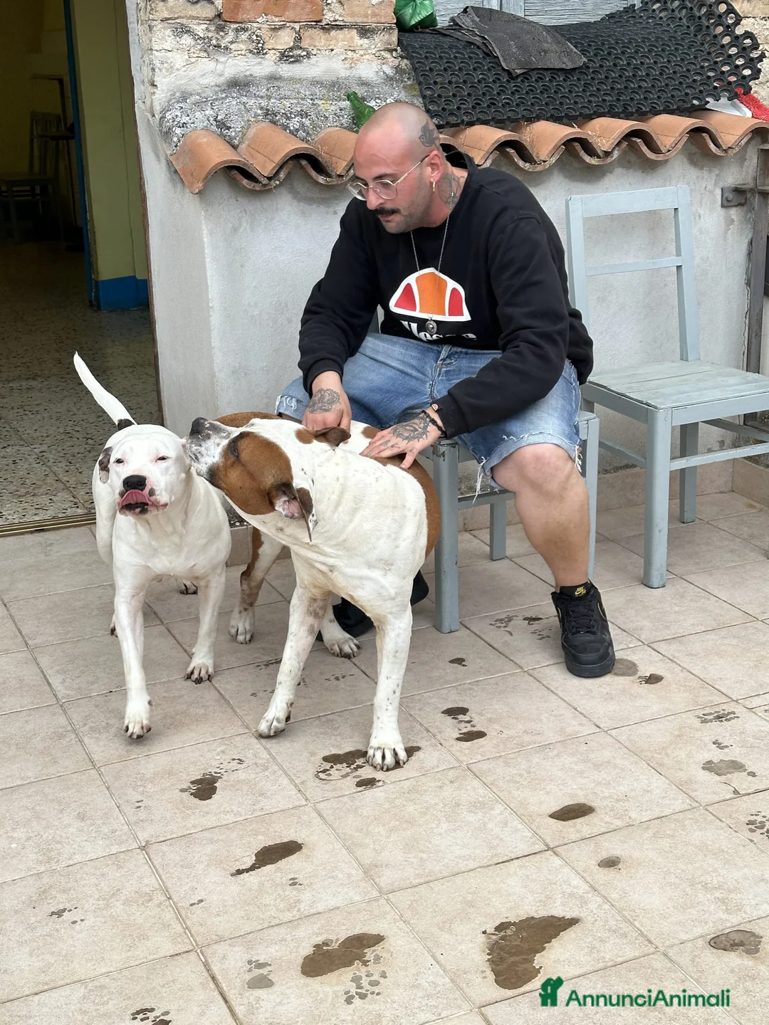 American Staffordshire cani in vendita: Cuccioli di American Staffordshire Terrier  - Annuncio 6