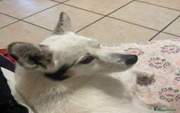 Volpino Italiano cani in regalo: ZUCCHERO incrocio volpino-bassotto cerca adozione a Provincia di Latina - Immagine 4