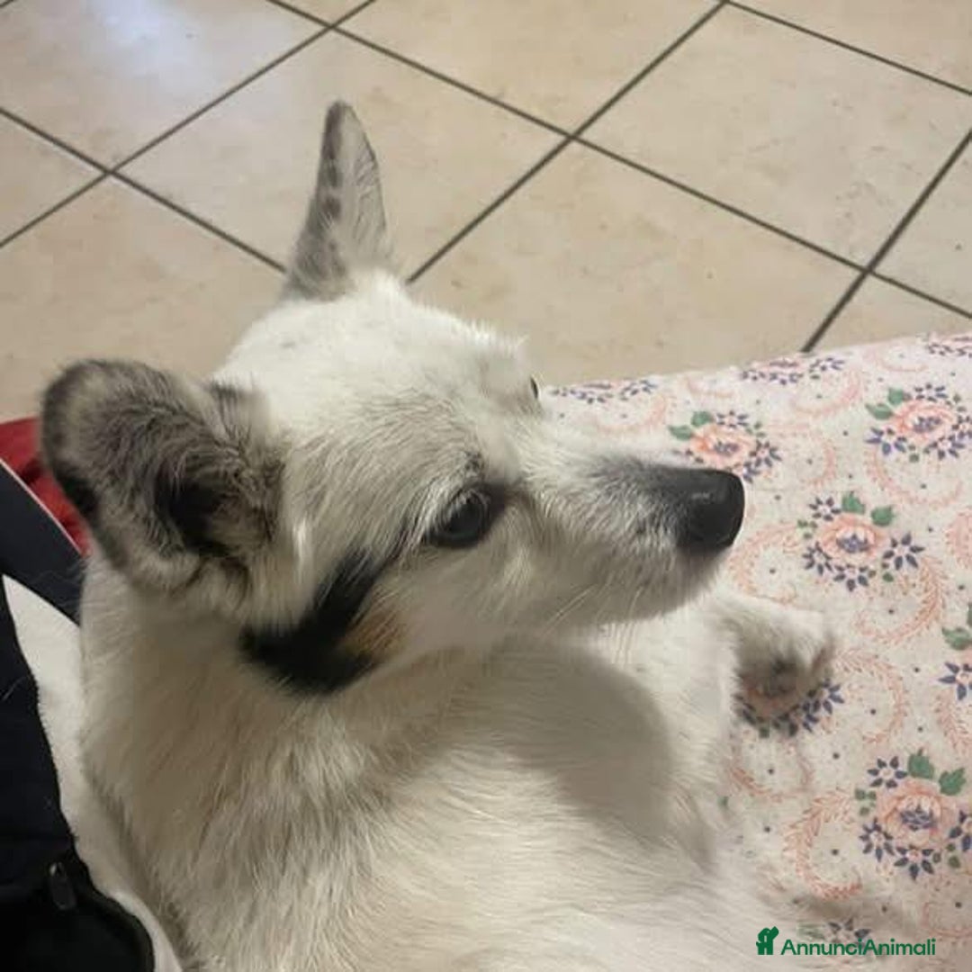 Volpino Italiano cani in regalo: ZUCCHERO incrocio volpino-bassotto cerca adozione a Provincia di Latina - Immagine 4