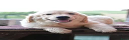 Golden Retriever cani in vendita: Cuccioli Golden Retriever a Provincia di Parma - Annuncio 9