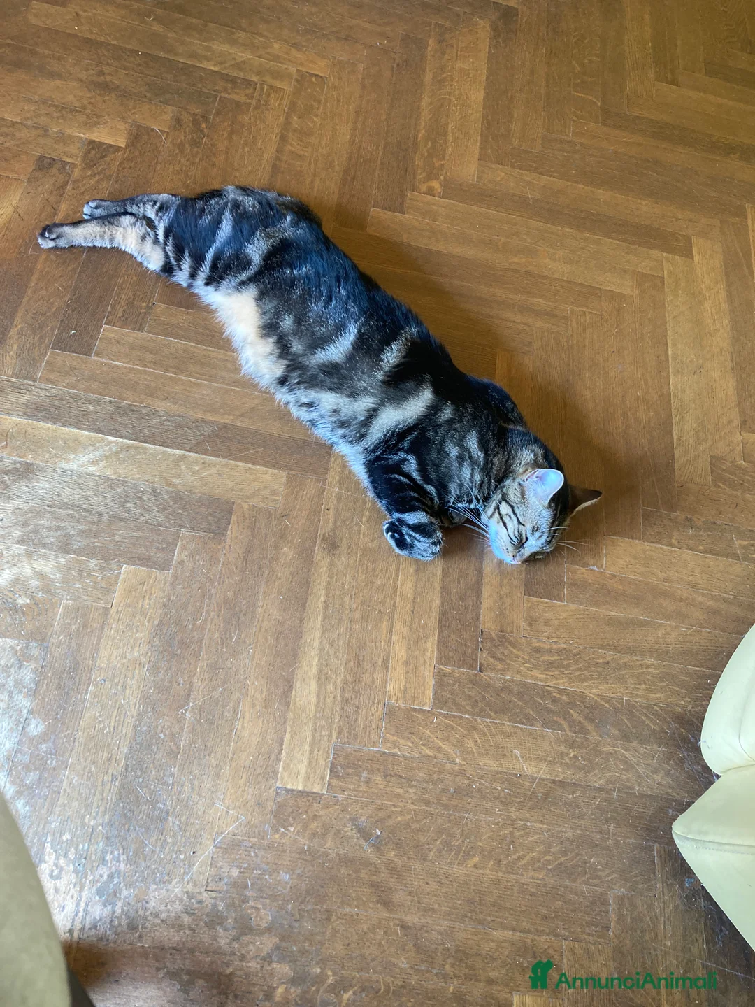 Europeo gatti in regalo: Gatto maschio adulto (sterilizzato) - Annuncio 14